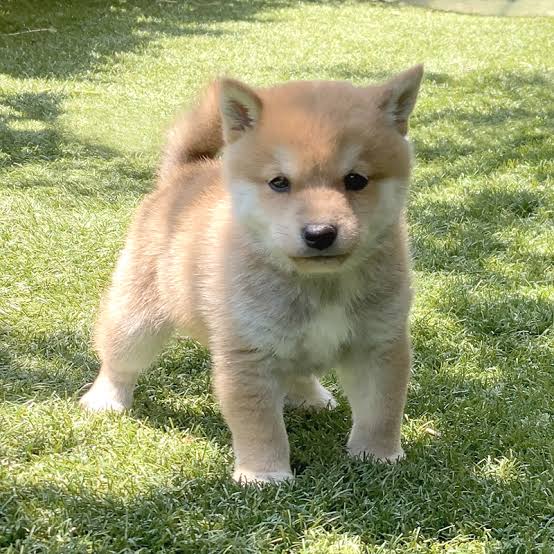 How To Raise Up Shiba Inu Well TOKYO Travel TIPS