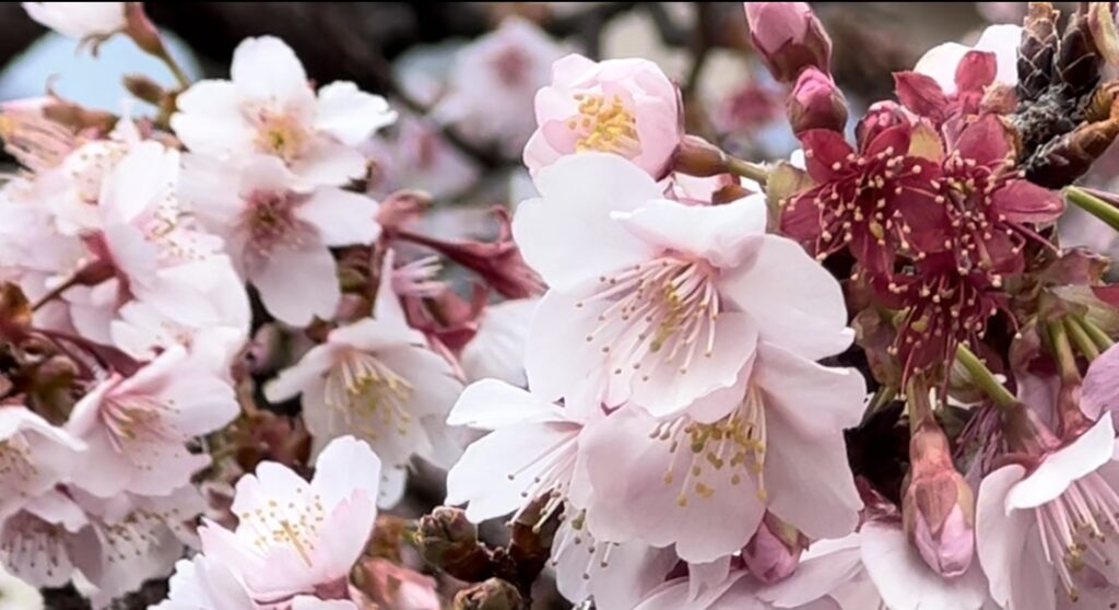 The Earliest Cherry Blossom Festival In Japan From 7th January TOKYO