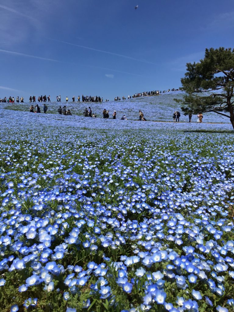 TOKYO TRAVEL TIPS 2025 intelligence overview