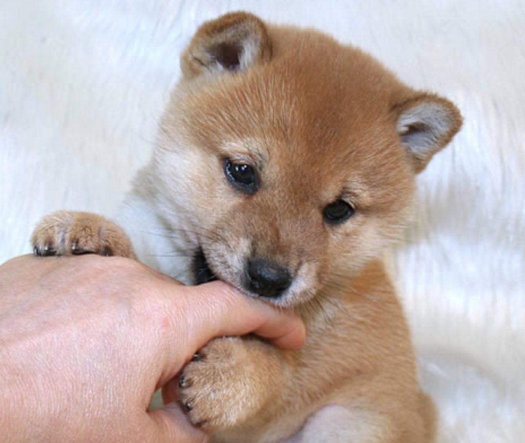 シュタイフ　柴犬　BabyShiba Shiba Inu ( traditional Japanese dog)│TOKYO travel TIPS