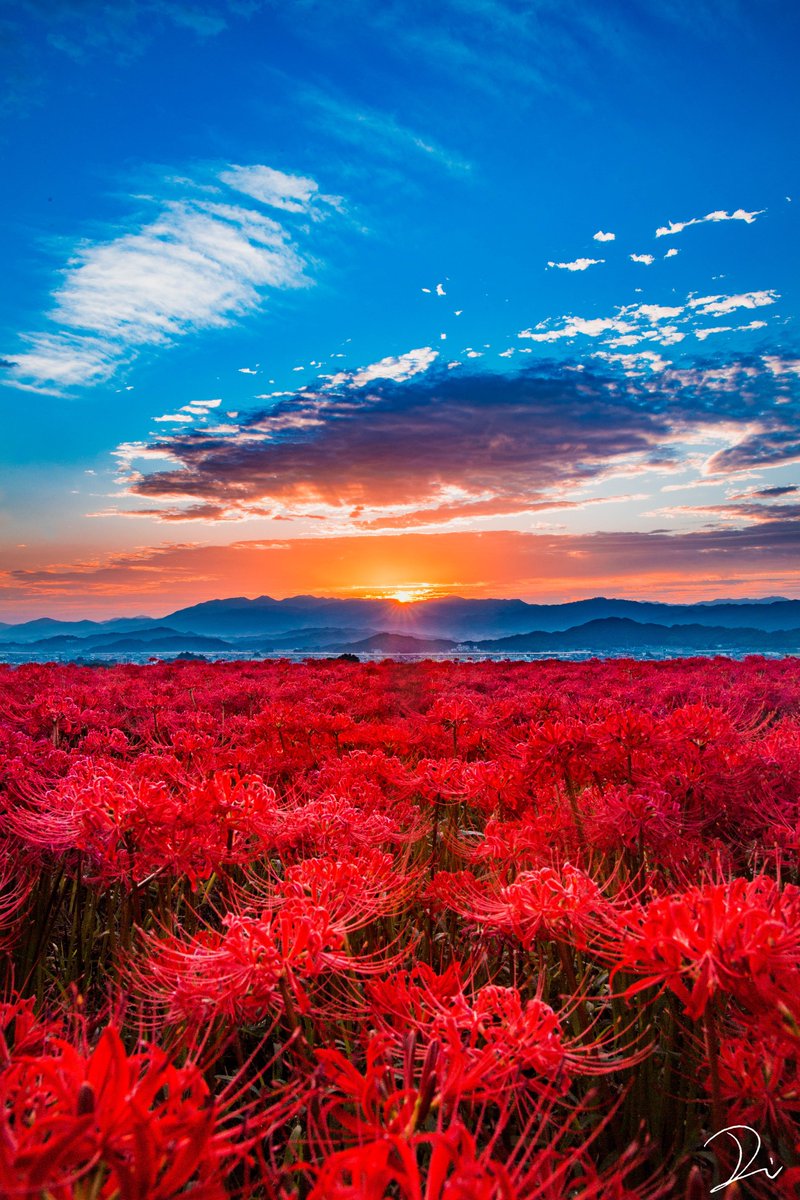Update more than 76 red spider lily wallpaper best  incdgdbentre