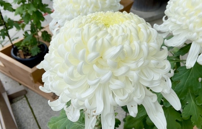 National flower chrysanthemum - TOKYO travel TIPS