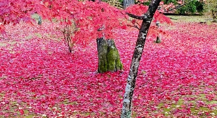 KYOTO hidden colorful leaves spots-3’ - TOKYO travel TIPS