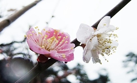 Hatsukawa Minami - Nghệ Sĩ Nhật Bản Được Yêu Thích Với Phong Cách Đặc Trưng