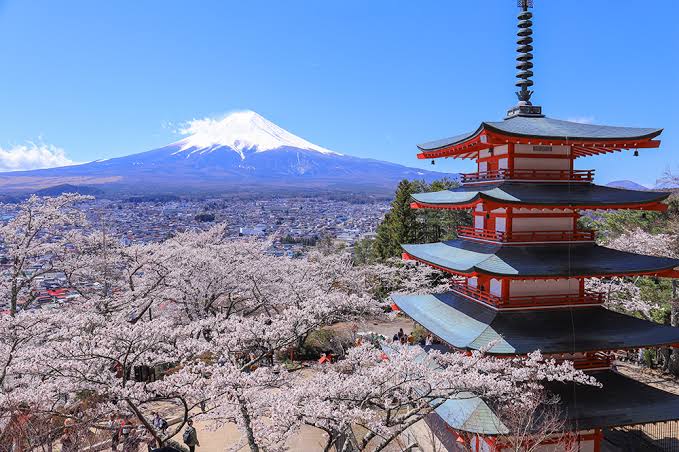 CHERRY BLOSSOM FLOWERING HAS STARTED - TOKYO travel TIPS