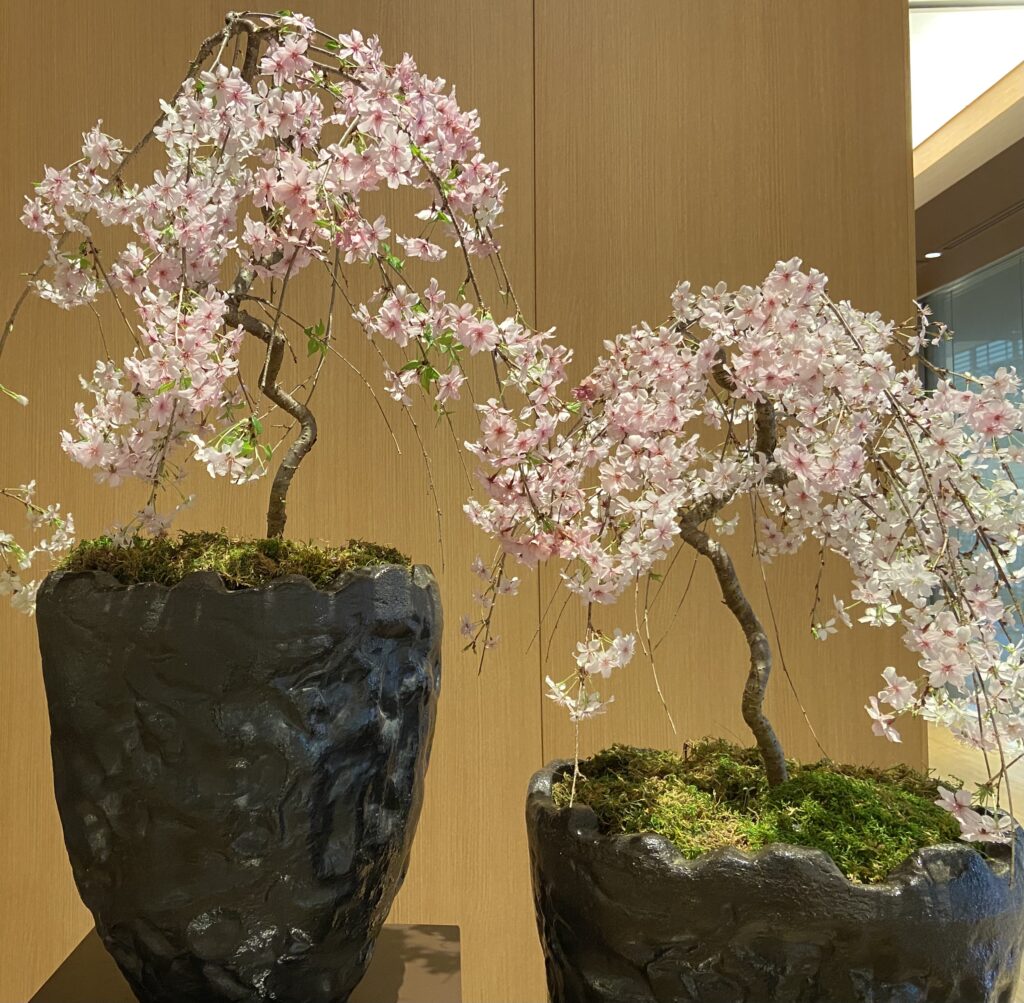 Bonsai art Tokyo weeping cherry blossom TOKYO travel TIPS