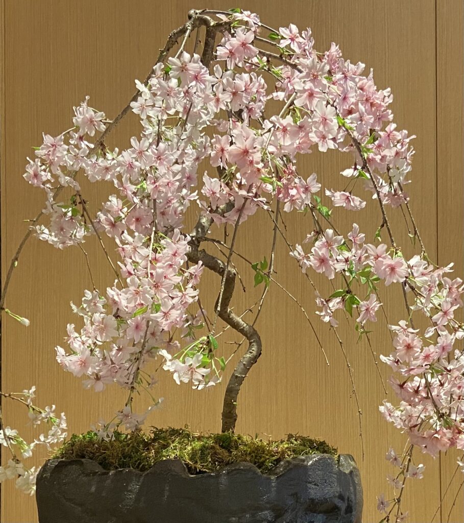 Top Weeping Cherry Tree Bonsai of the decade Don t miss out 