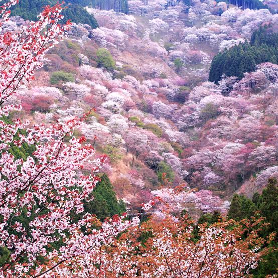 100 cherry blossom spots in Japan, at YOSHINO mountain in Nara - TOKYO ...