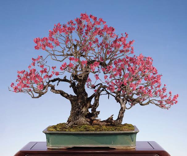 Do you know how to care Plum Bonsai ? TOKYO travel TIPS