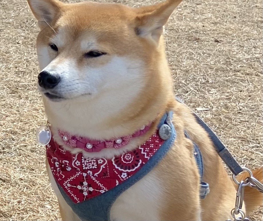 Which collar is the best? Shiba Inu Tokyo TOKYO travel TIPS