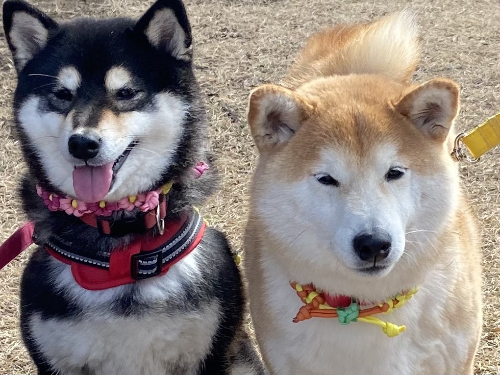 Which collar is the best? Shiba Inu Tokyo TOKYO travel TIPS