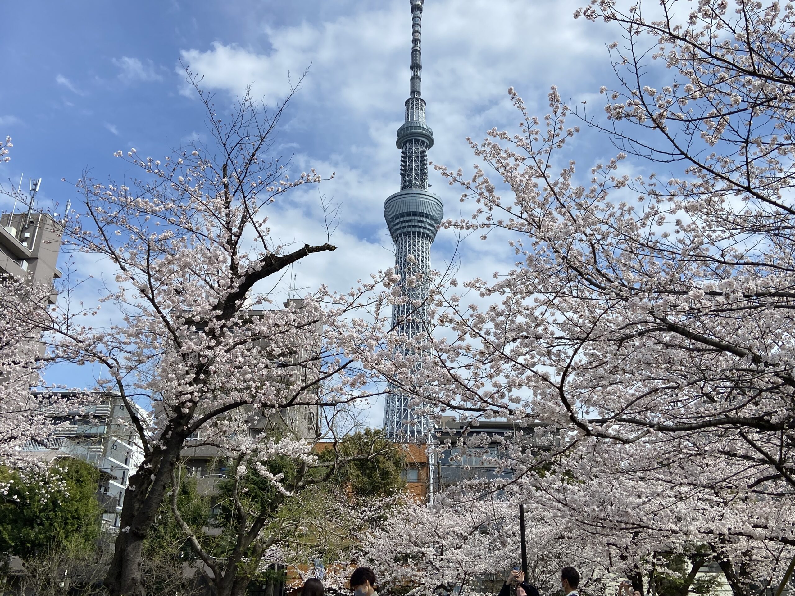 What is Hanami, cherry blossom viewing in Japan?│TOKYO travel TIPS