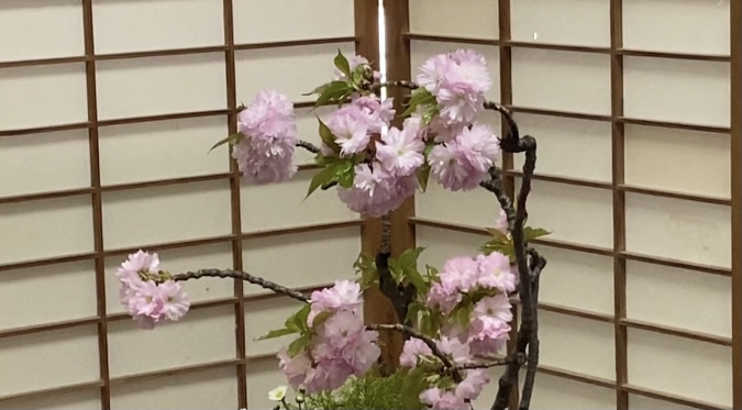 ikebana-art-tokyo-double-cherry-blossom-at-numazu-ex-imperial-villas