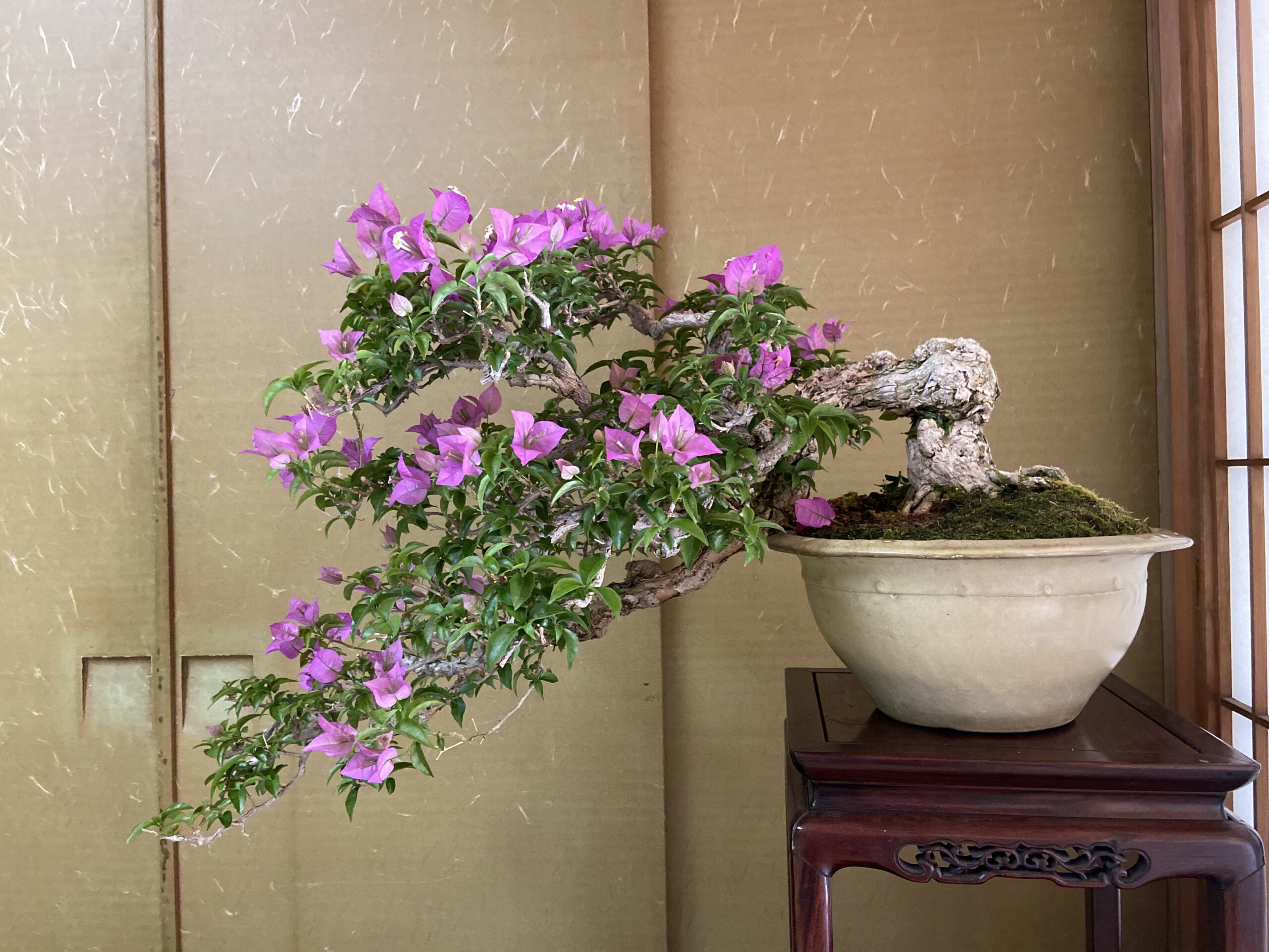 How To Care Bougainvillea Bonsai Bonsai Art Tokyo Tokyo Travel Tips