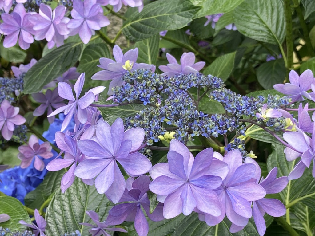 Hakusan shrine hydrangea festival in Tokyo! - TOKYO travel TIPS