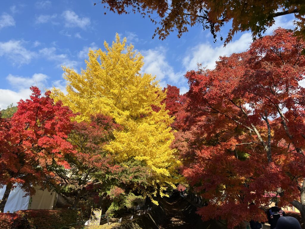 Lake Kawaguchiko Maple Festival and Mt.Fuji - TOKYO travel TIPS