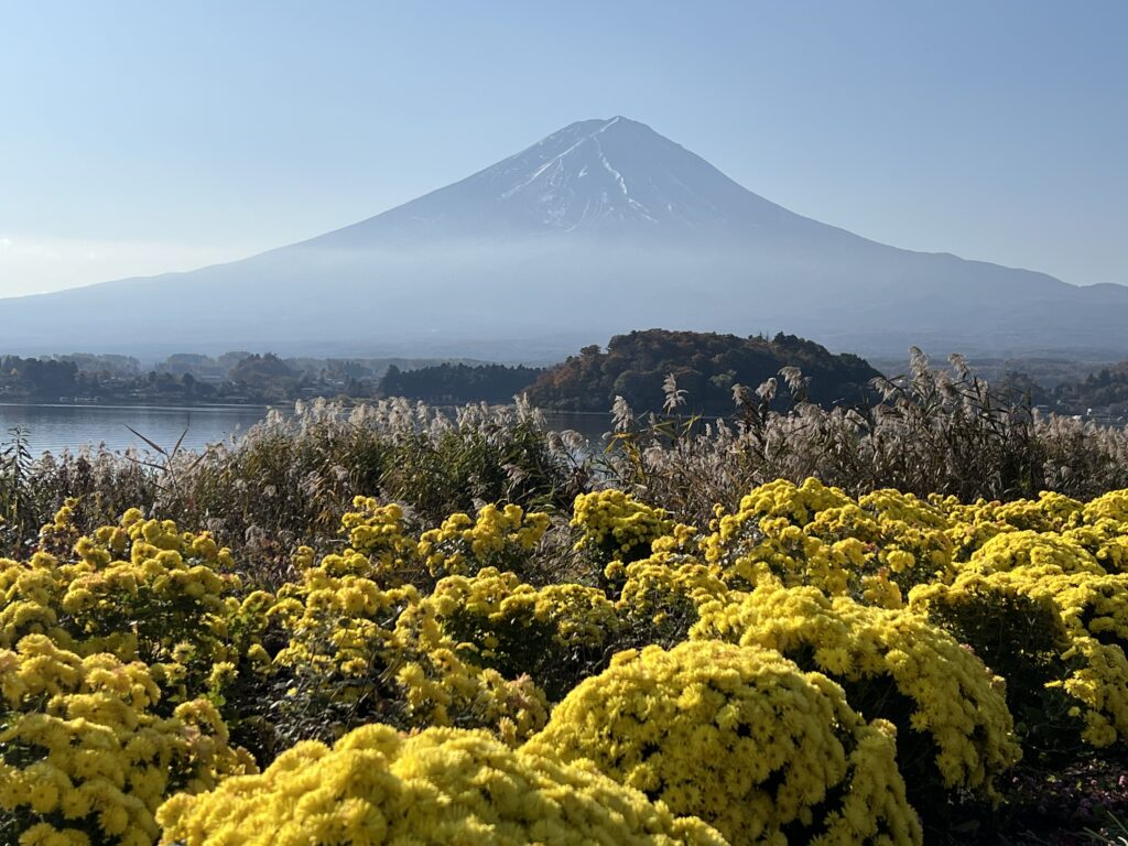 Oishi Park Mt Fuji Over Lake Kawaguchiko