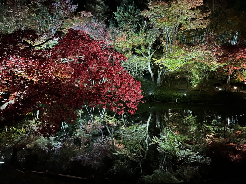 Kodaiji Temple illumination at black night! - TOKYO travel TIPS