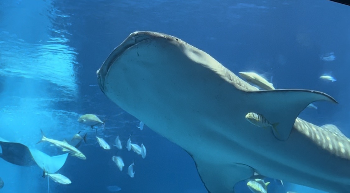 Yantai Haichang Whale Shark Aquarium - ZooChat