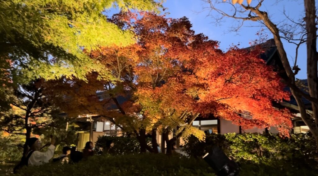 Kodaiji Temple illumination at black night! - TOKYO travel TIPS