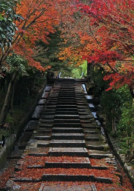 Kodaiji Temple illumination at black night! - TOKYO travel TIPS