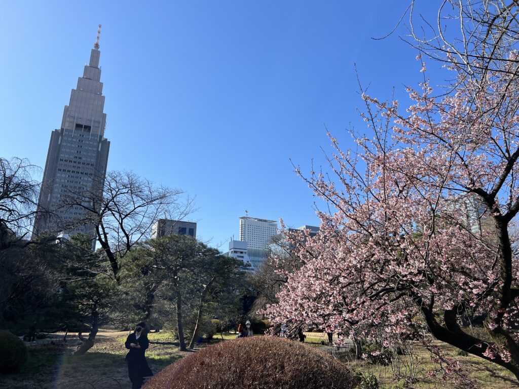 Winter Cherry Blossoms In Shinjuku Gyoen Park Tokyo Travel Tips