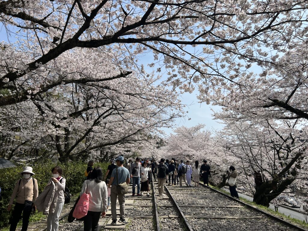 Kyoto during cherry blossoms period, sightseeing boat, cherry blossoms