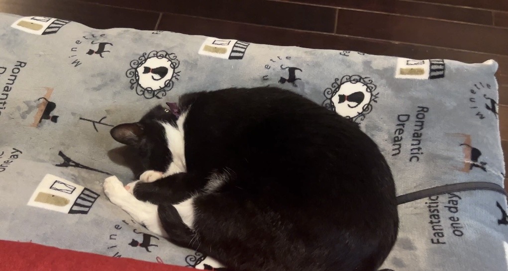 Nishiya cat 